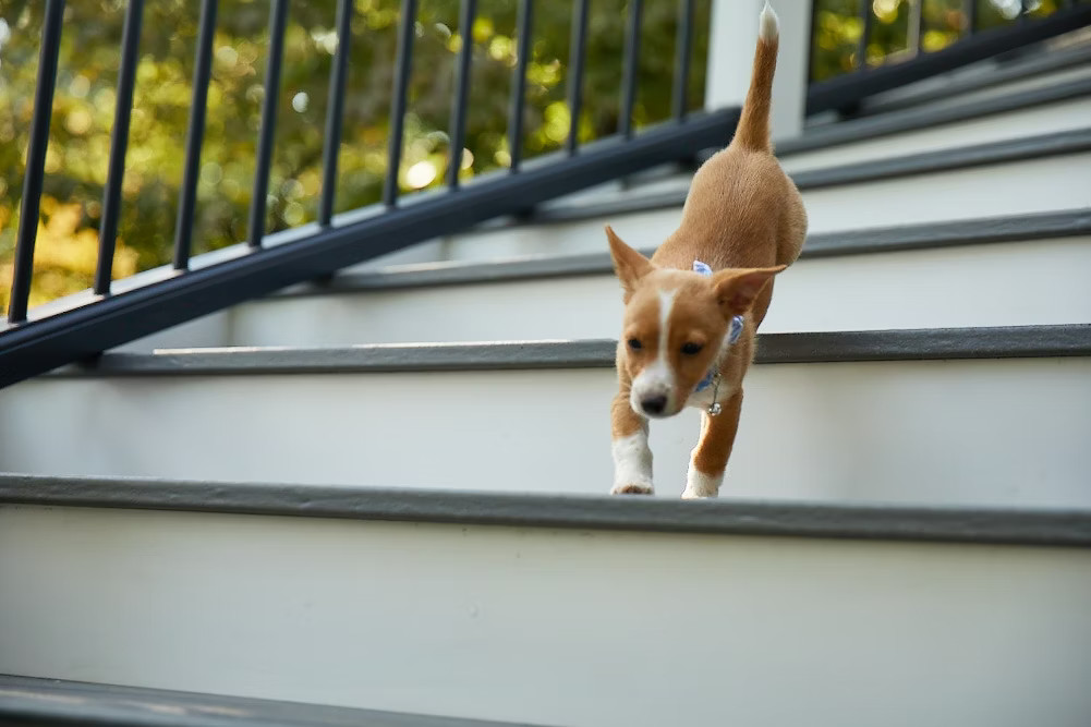 Puppy Running Down Deck Stairs