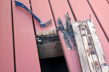 Wood Rot And Infestation