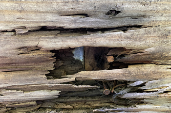 Wood Rot Closeup