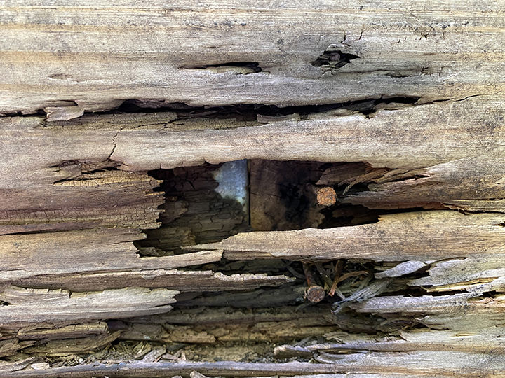 Wood Rot Closeup