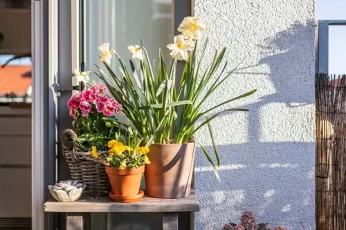Image of colorful potted plants